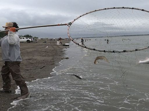 Fishing Report: 191K Sockeye hit Kenai River in 1 day, while cohos are coming