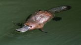 The Platypus Doesn’t Have A Stomach, And Probably Never Will
