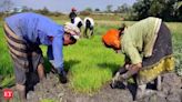 Indian farmers have a chance to make Rs 35,000 per hectare if they shift to... - The Economic Times