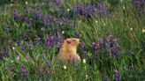 How to Get Rid of Gophers in Your Garden and Save Your Plants