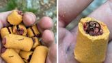 ‘Disturbing’: PA Game Commission investigating dog treats embedded with fish hooks along Appalachian Trail in Lehigh County