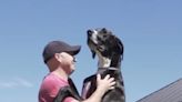 Watch: Iowa Great Dane dubbed world's tallest dog at 3 feet, 2 inches