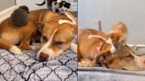 Ginger, la pitbull que se convirtió en la madre perfecta de decenas de gatos bebé