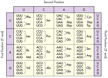 Amino Acid Chart, genetic code, DNA data, Constants and Equations ...