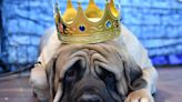 16 dog breeds that have never won the Westminster Dog Show