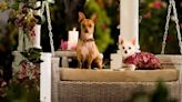 Beverly Hills Chihuahua: Where to Watch & Stream Online