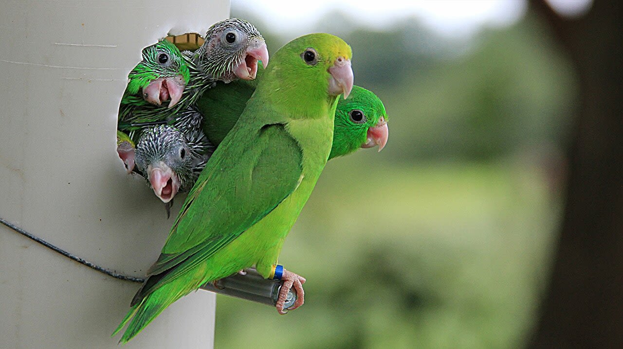 Why parrots sometimes adopt—or kill—each other's babies