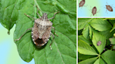 Stink bugs are one of summer's worst pests—here’s how to deal