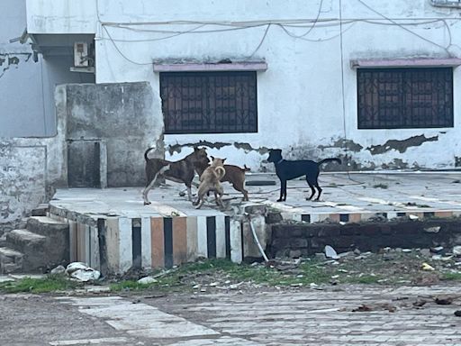 Auranagabad: Stray Dog Menace Threatens Sanmitra Colony Residents