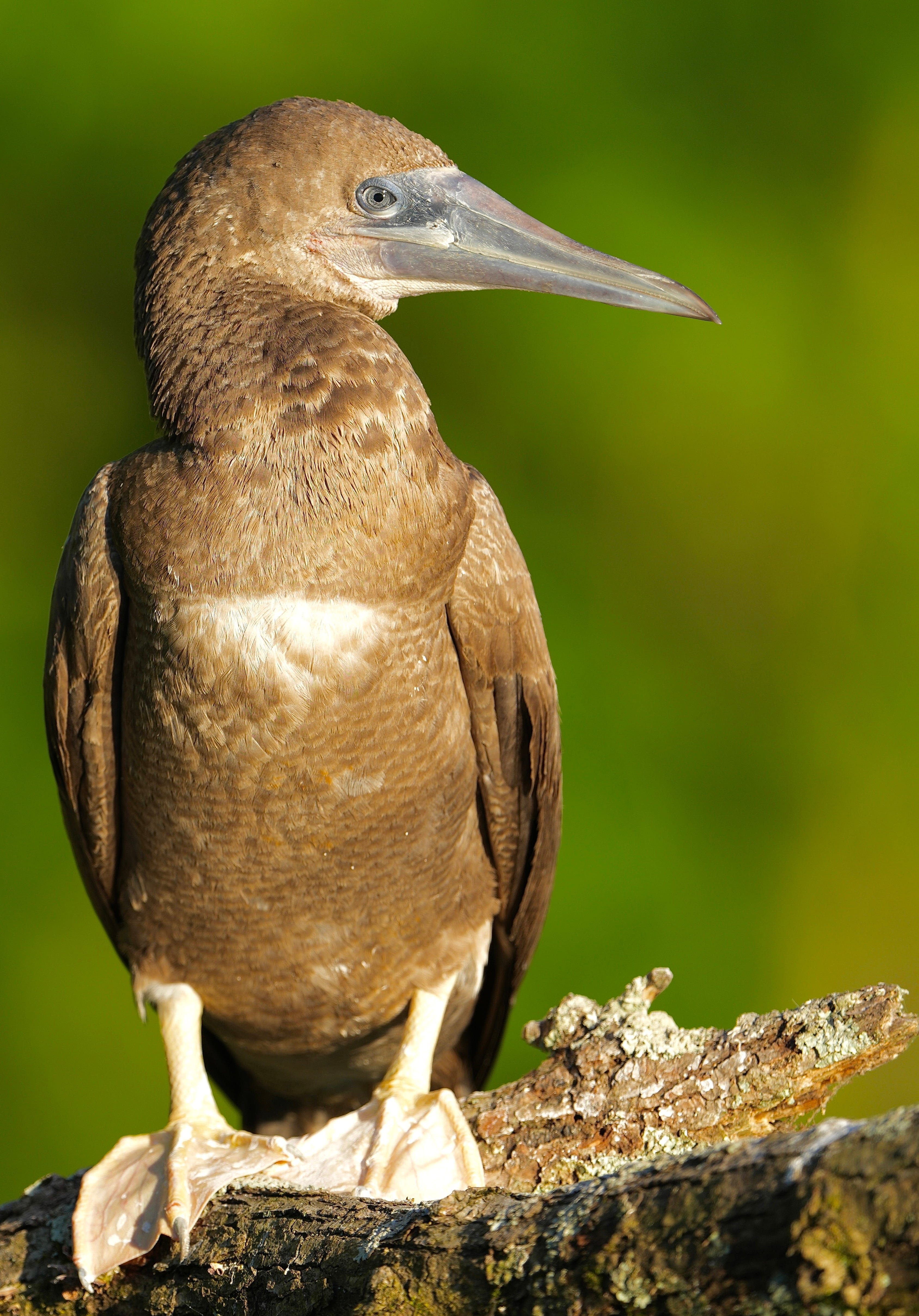 Birders have rare chance to see brown booby in Indiana's Spring Mill State Park now