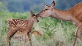 Climate change: 'Chaos' for UK nature, as rising temperatures and extreme weather become the 'new norm'