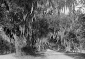 Bonaventure Cemetery