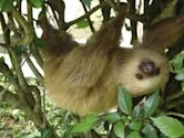 Two-toed sloth