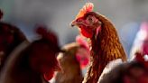 Two chickens tested positive for bird flu at San Francisco live bird market