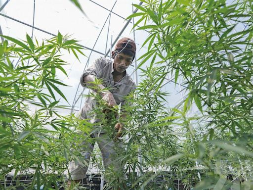 泰國大麻合法化兩年 總理：年底前重新列為毒品
