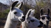 Ontario's surging alpaca scene gets boost from the United Nations