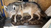 No charges in killing of gray wolf in southern Michigan. Experts stumped about how it got there.