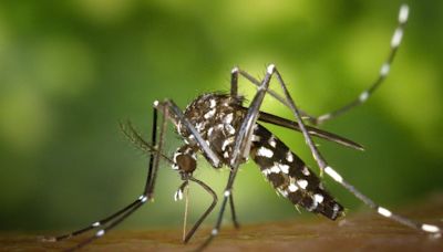 Pablo Vial: “Hay que evitar la reproducción del mosquito Aedes aegypti para no tener un brote en Chile continental” - La Tercera