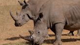 South African researchers test use of nuclear technology to curb rhino poaching