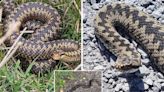 The locations of every snake spotted in the North East and if they are dangerous