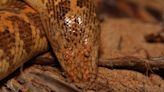 Arabian sand boa: The derpy snake that looks like it's got googly eyes glued to the top of its head