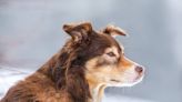 Australian Shepherd Mix's Moment of Annoyance with Foster Puppy Is Just Like a Human Sibling