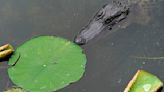 Houston police find an alligator with a dead woman in its jaws