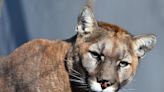 Nebraska officials shoot, kill mountain lion spotted on golf course during local tournament