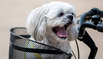 People Can’t Get Over Shih-Tzu's Cool Get-Up for Casual Bike Ride With His Dad