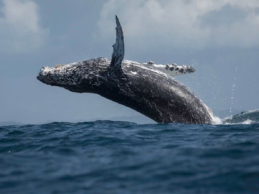 Massive Breaching Whale Smashes Fishing Boat in Wild Video