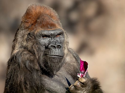Beloved gorilla Winston, second oldest in the U.S., euthanized at San Diego Zoo Safari Park