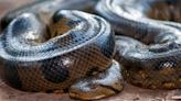 影／世界最大的蛇？亞馬遜發現新物種「北方綠森蚺」
