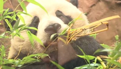 Giant pandas go on display at San Diego Zoo: Gov. Newsom says 'It’s panda-mania'