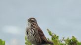 Song sparrows serenade their way to love: Nature News