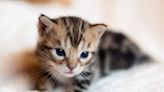 Anemic Kitten's Life Saved After Blood Transfusion from a Dog