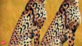 Project Cheetah: Who will change their spots, & how?