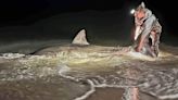 Dos pescadores pensaron que habían atrapado a un tiburón tigre, pero era algo mucho más grande