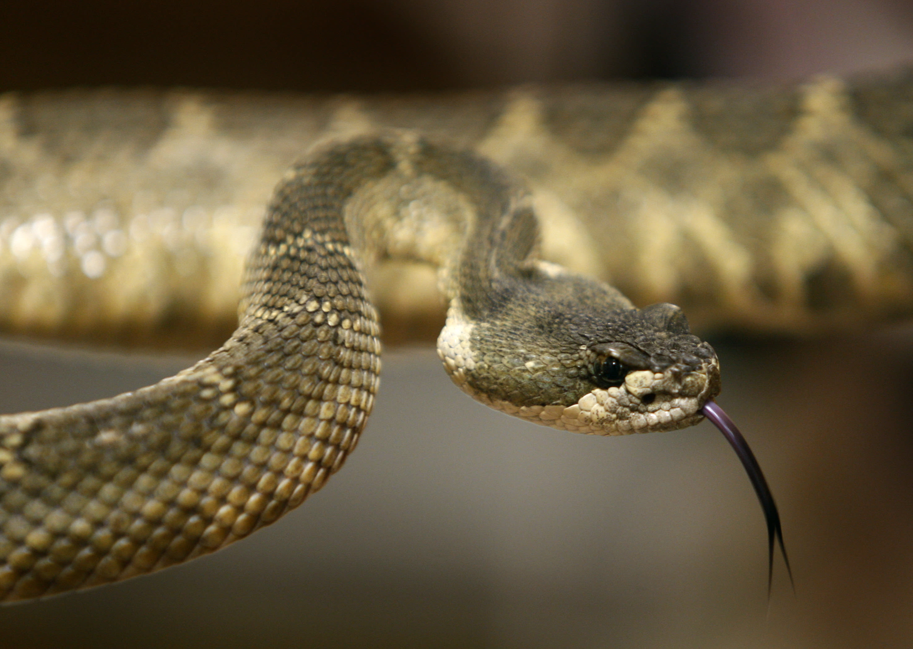 He picked up a package and found a live rattlesnake inside: 'Do I have any enemies?'