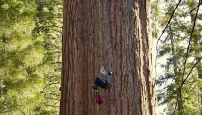 World’s largest tree ‘General Sherman’ scaled for first time for health check