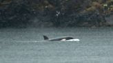 Cría de orca varada en laguna en Canadá será trasladada por aire hasta el océano, dicen rescatistas