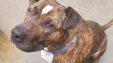 Adopt Nitro: Northeast Ohio dog spends 2,000+ days waiting in shelter