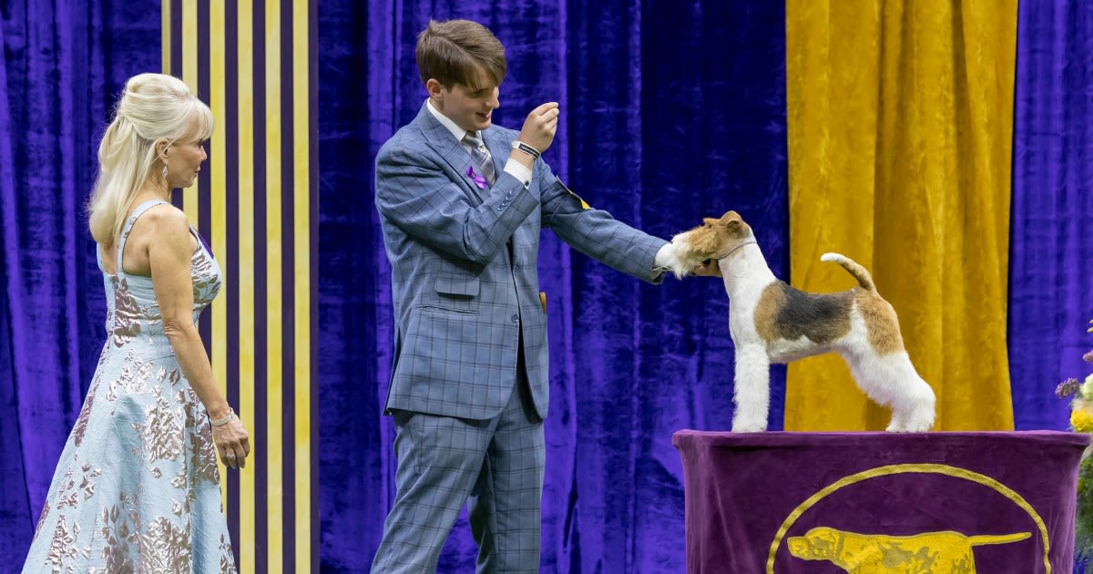 Who will win best in show? All about this week's Westminster Dog Show