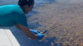 Little Sadie, the Hawksbill turtle, returns to the ocean after rehab in Boca Raton