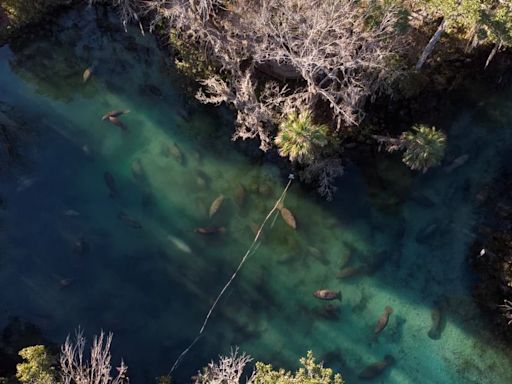 8 refugios de vida silvestre en Florida que resaltan la biodiversidad y esfuerzos de conservación