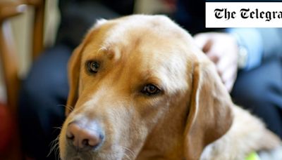 Visually impaired workers ‘unfairly targeted’ as Guide Dogs for the Blind lays off staff