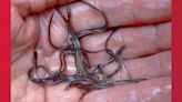 5 Mainers accused of illegally fishing eels arrested in Canada