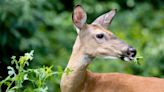 Deer hunting slots available for central Ohio bow hunters