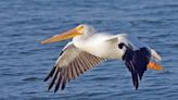 Pelicans return to breed on island in Utah for the first time since 1943. Why?