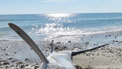 Shark washes up dead on Massachusetts beach; white shark spotted 5 yards off Cape Cod shore