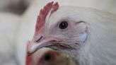 Mueren 2 mil gallinas por altas temperaturas en Yucatán